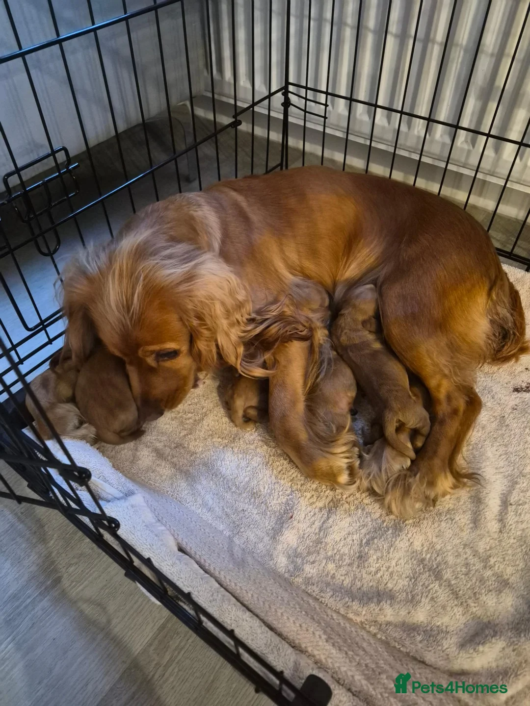 Cocker Spaniel dogs for sale: Cocker spaniel boys for sale in Barnstaple - Advert 6