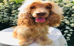 Cocker Spaniel dogs for sale: Show Type Health Tested, KC Reg puppies  - Image 31