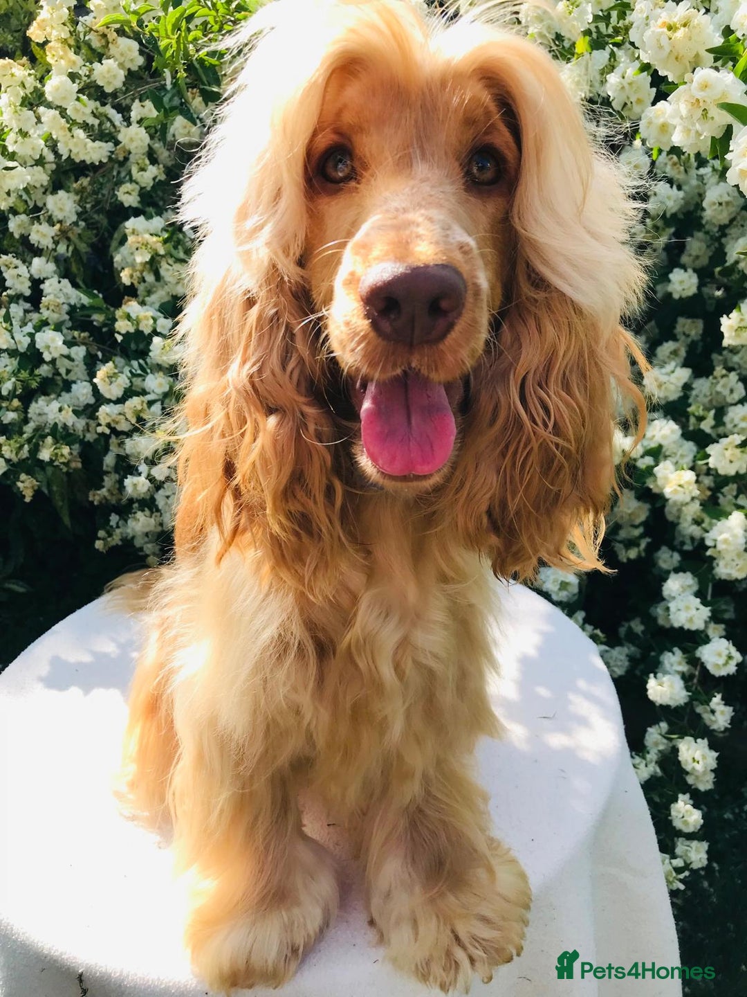 Cocker Spaniel dogs for sale: Show Type Health Tested, KC Reg puppies  - Image 31