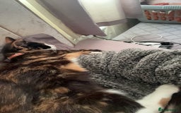 Domestic Shorthair cats for sale: Are you Bambis forever home? - Image 8