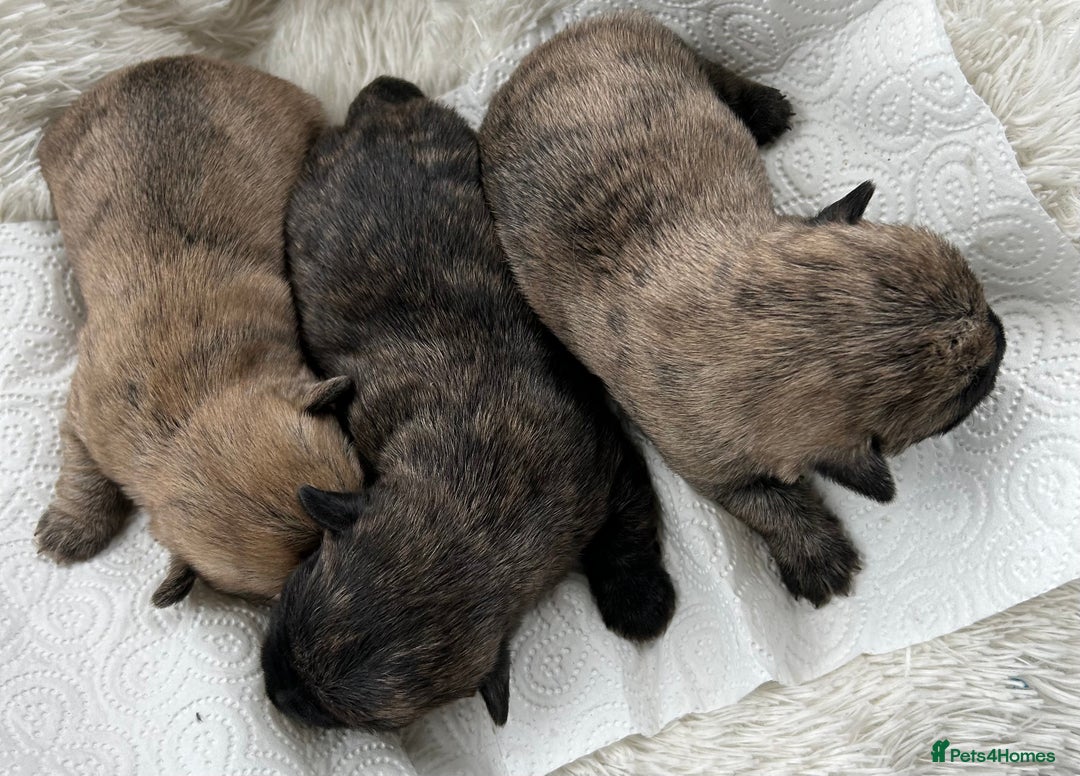 Cairn Terrier dogs for sale: CAIRN TERRIER PUPPIES - Image 7