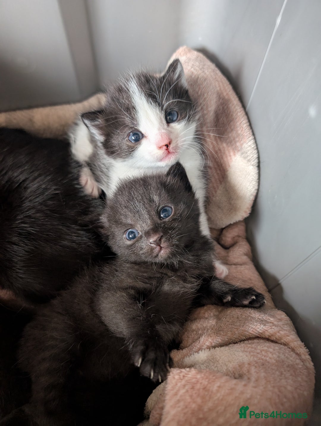Mixed Breed cats for sale: Three kittens - Image 6