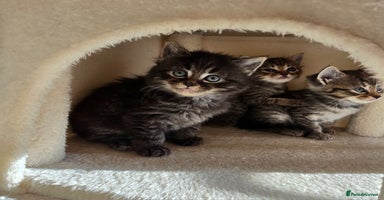 Mixed Breed cats - Advert 6