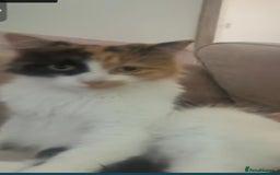 Mixed Breed cats for sale: Two female cats  - Image 2