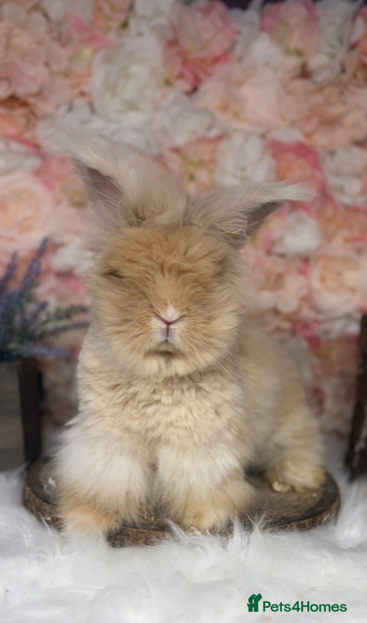 Angora rabbits for sale: 🌟 PUREBRED ENGLISH ANGORAS 🌟 - Advert 7