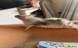 Mouse rodents for sale: Beautiful fancy mice looking for forever homes - Image 1