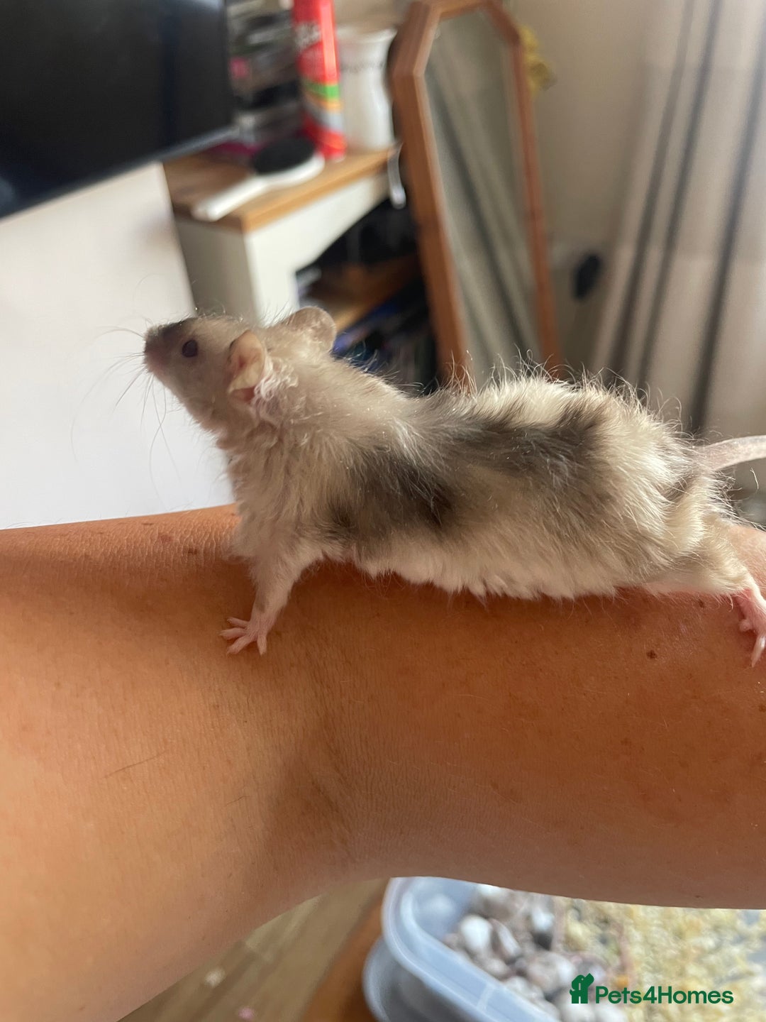 Mouse rodents for sale: Beautiful fancy mice looking for forever homes - Image 1