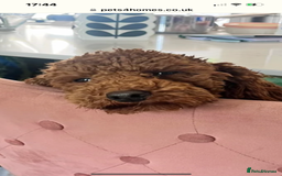 Toy Poodle dogs for sale: Teddy bear toy poodles  - Image 3