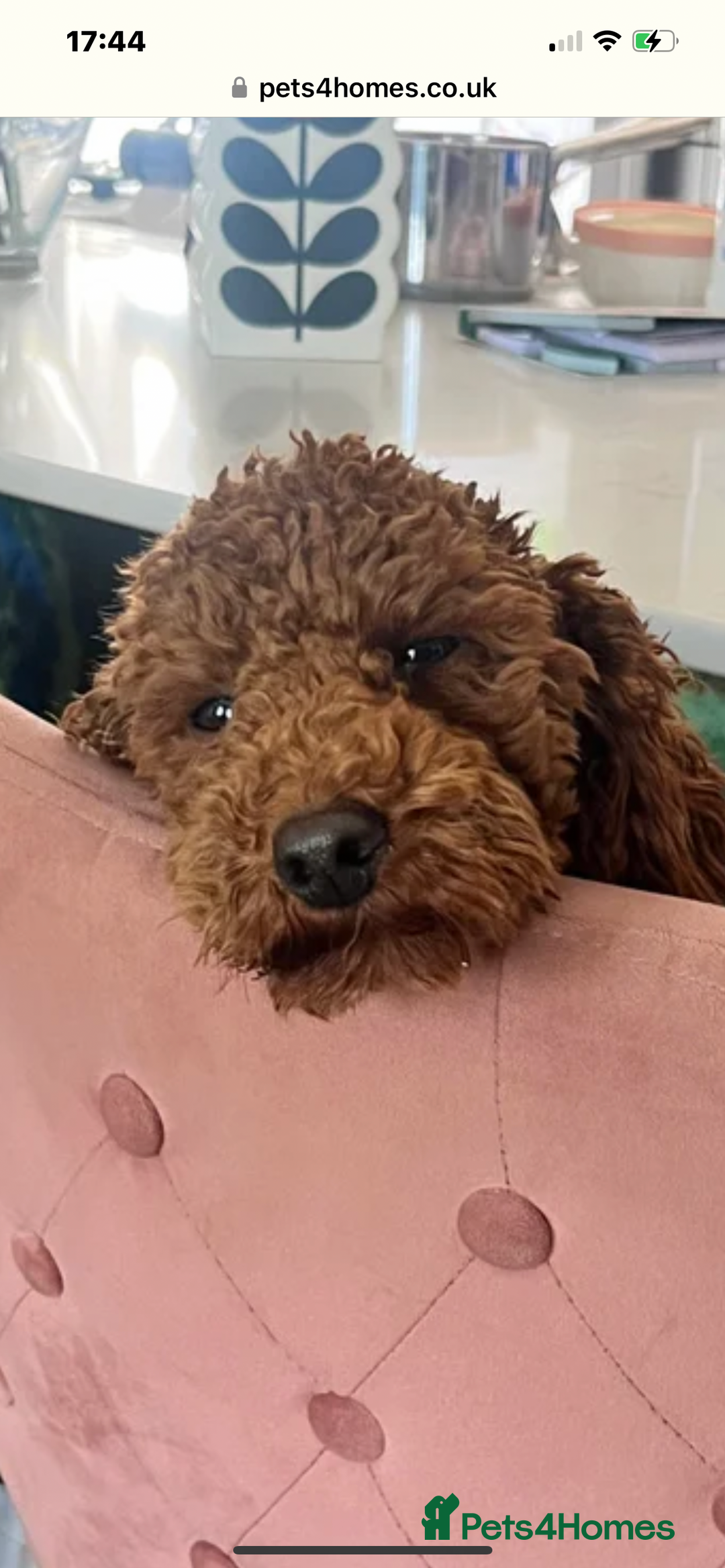 Toy Poodle dogs for sale: Teddy bear toy poodles  - Image 3