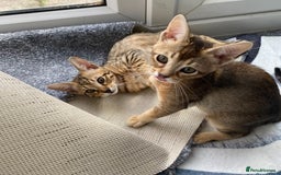 Chausie cats for sale: Savannah x Chausies - Image 8