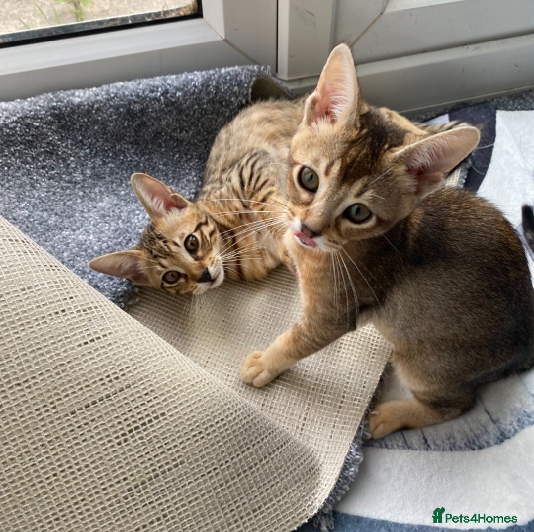 Chausie cats for sale: Savannah x Chausies - Image 8
