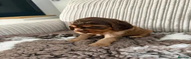 Cockapoo 4