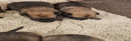 Belgian Shepherd Dog dogs for sale: Outstanding Belgium malinois puppies  - Advert 27