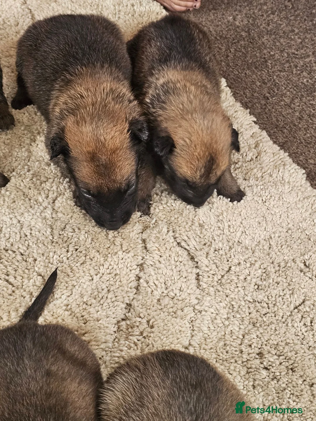 Belgian Shepherd Dog dogs for sale: Outstanding Belgium malinois puppies  - Advert 27