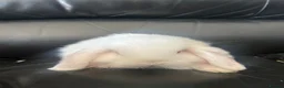Mini Lop rabbits for sale: Pure breed mini lops - Advert 2
