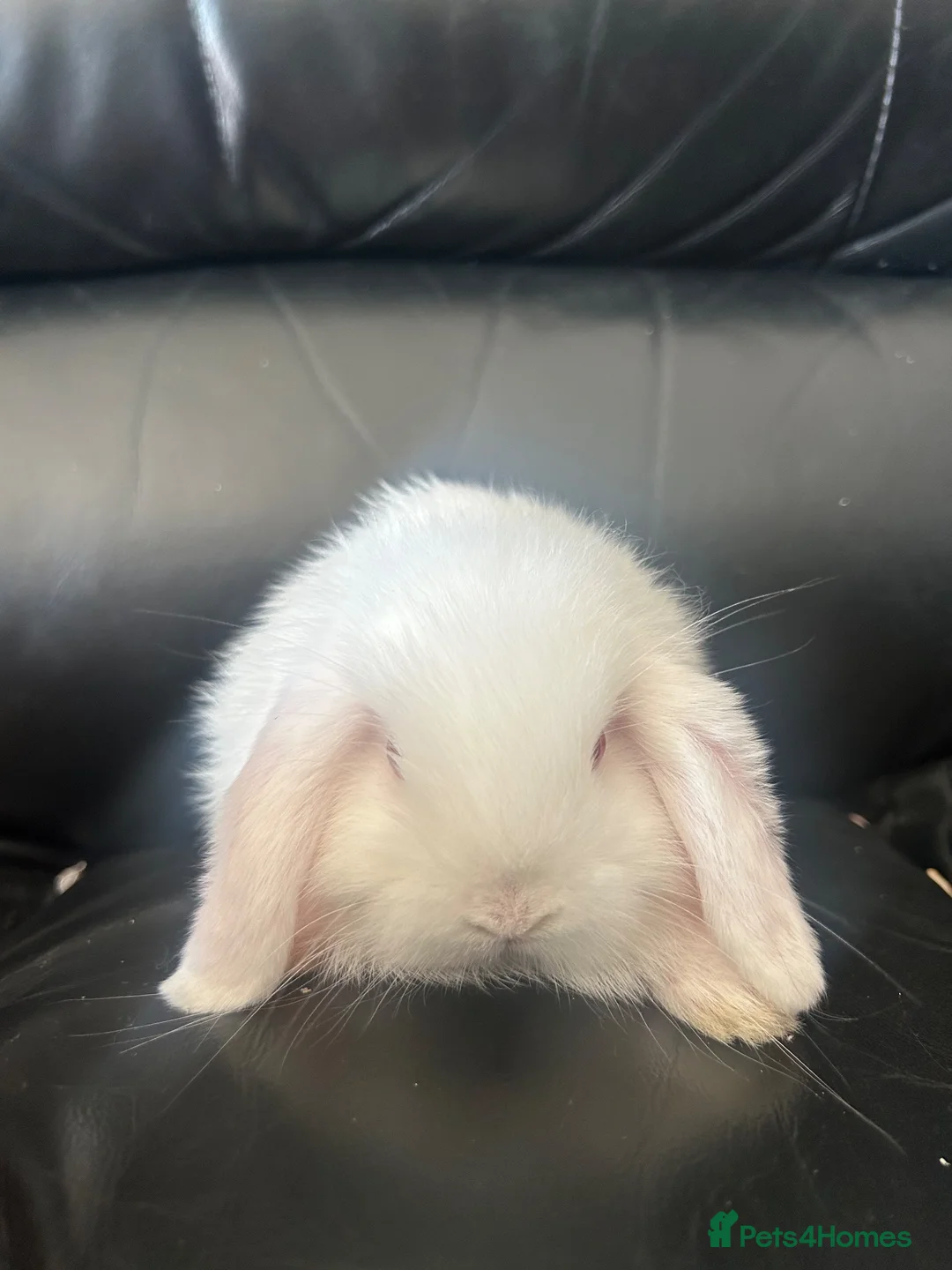 Mini Lop rabbits for sale: Pure breed mini lops - Advert 2