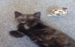 Domestic Shorthair cats for sale: Stunning kittens for sale - Image 16
