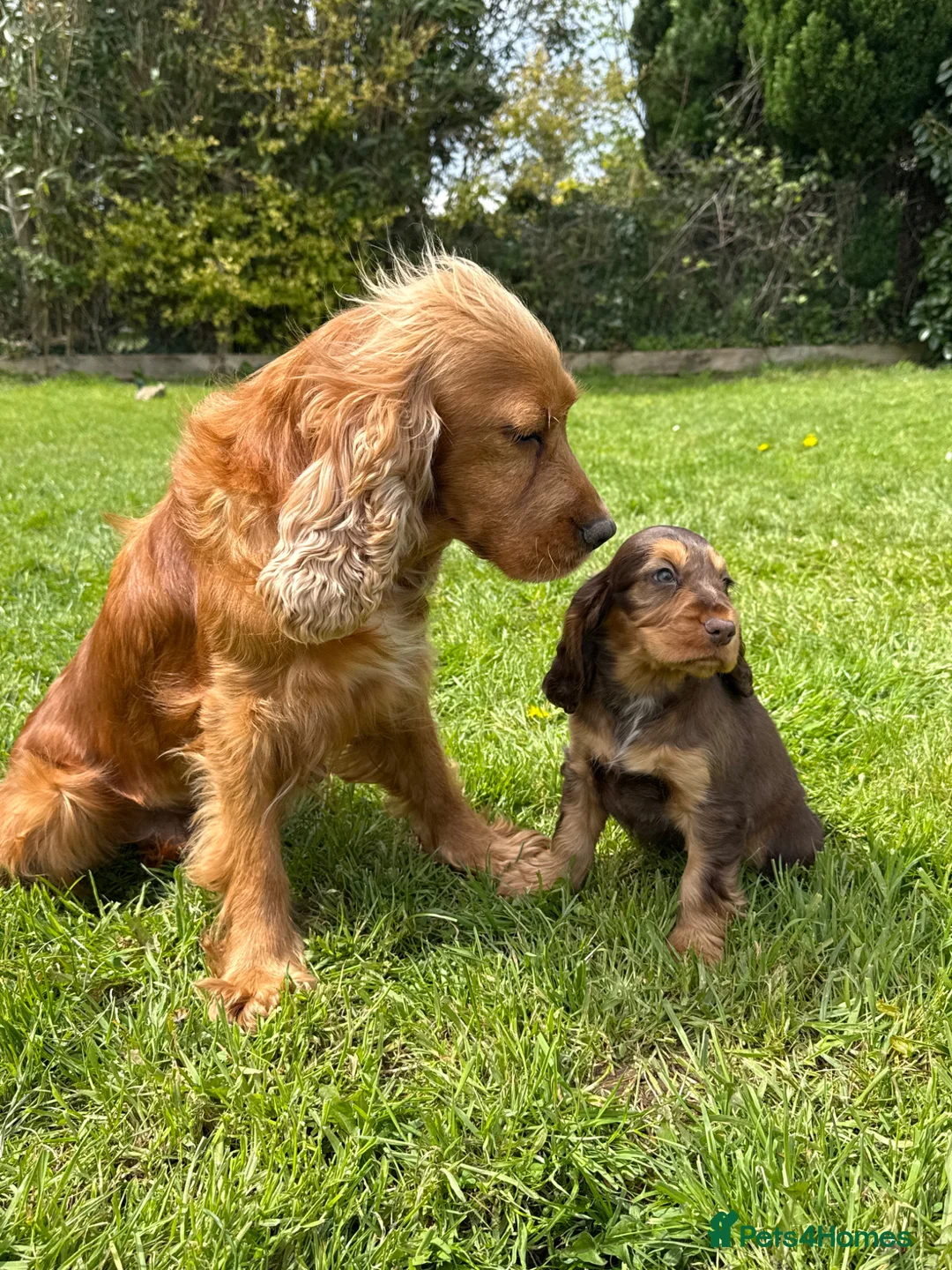 Cocker Spaniel dogs for sale: Show Cockers - READY NOW in Tavistock - Advert 17