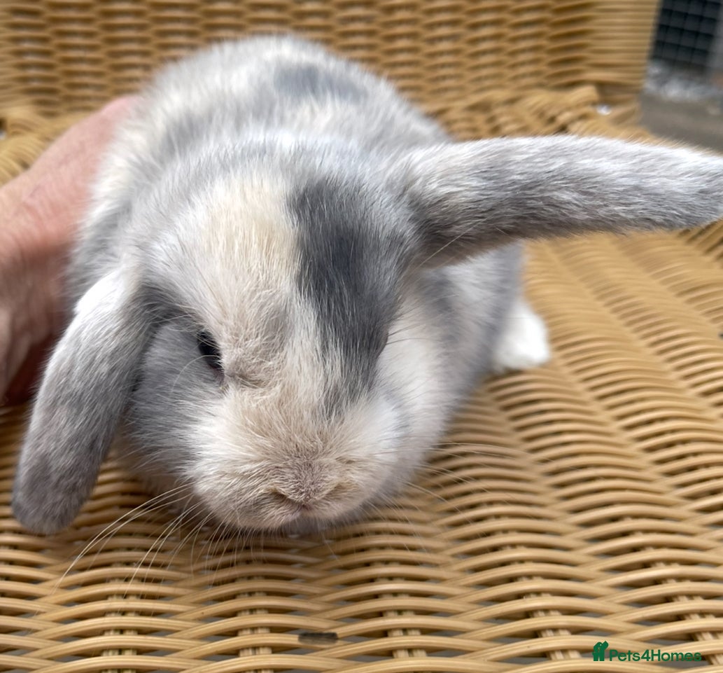 Mini Lop rabbits Gorgeous baby mini lops  - Advert 15