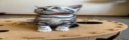 British Shorthair cats for sale: 💙❤️ GORGEOUS PEDIGREE SILVER TABBY BSH ❤️💙 - Advert 16