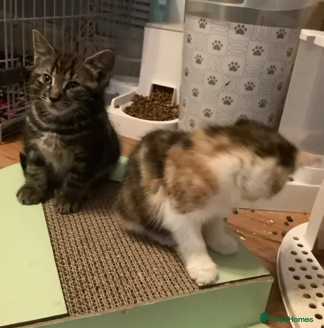Mixed Breed cats for sale: Looking to become a member of your family in Dagenham - Advert 2