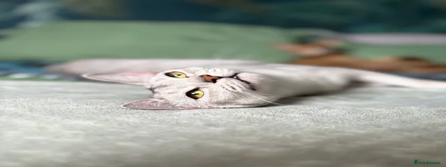 Amura