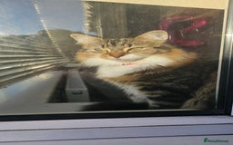 Mixed Breed cats for sale: Stunning girl looking for a loving home - Image 6