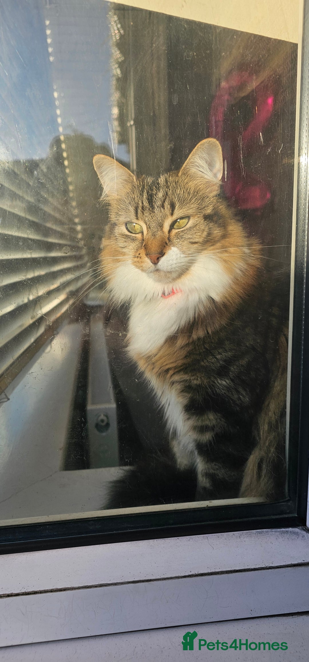 Mixed Breed cats for sale: Stunning girl looking for a loving home - Image 6