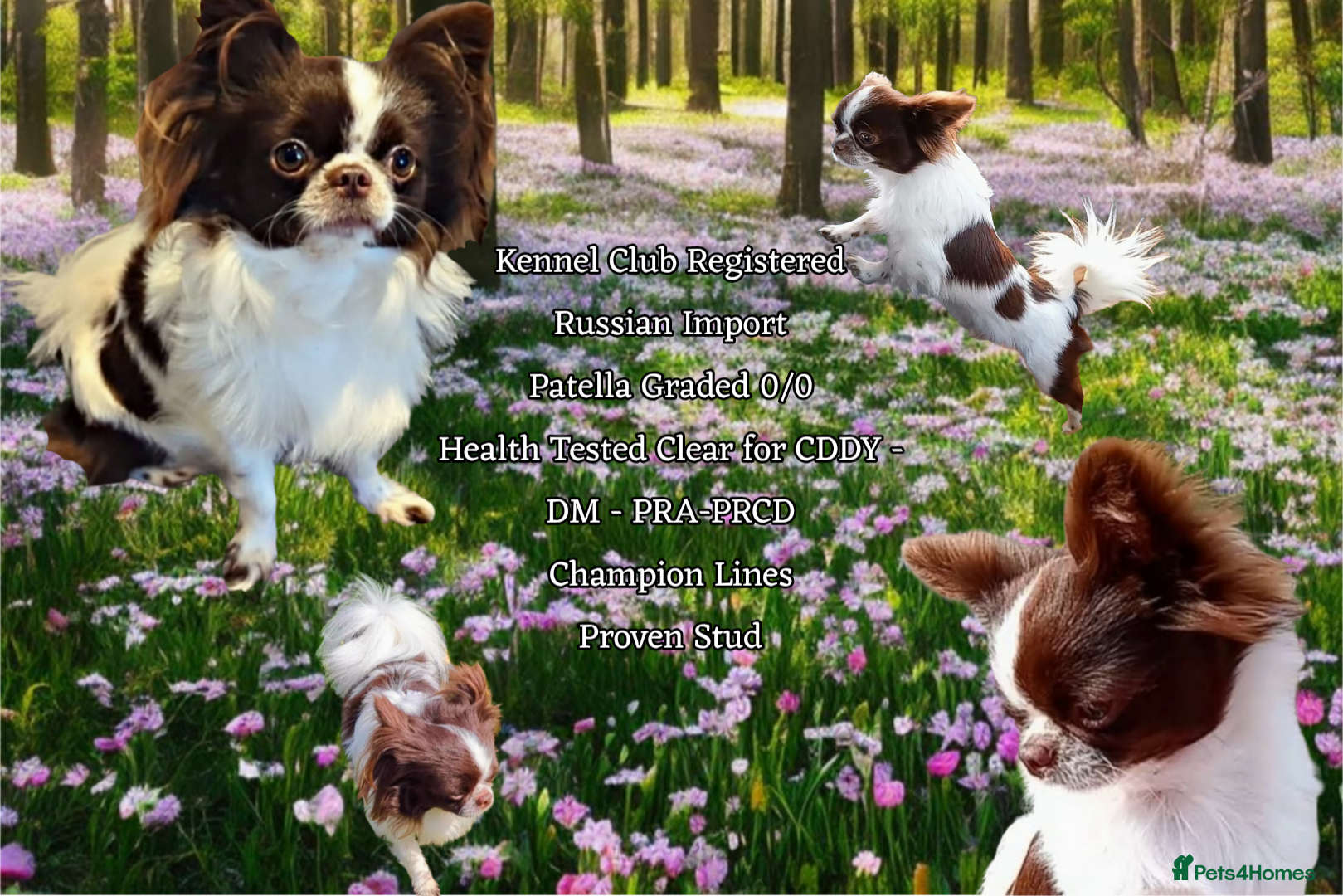 Chihuahua dogs KC reg-Heath Tested-Proven Stud - Advert 4