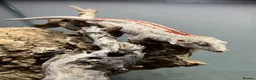 Gecko reptiles for sale: Red stripe Full grown male gargoyle gecko in Coalville - Advert 2