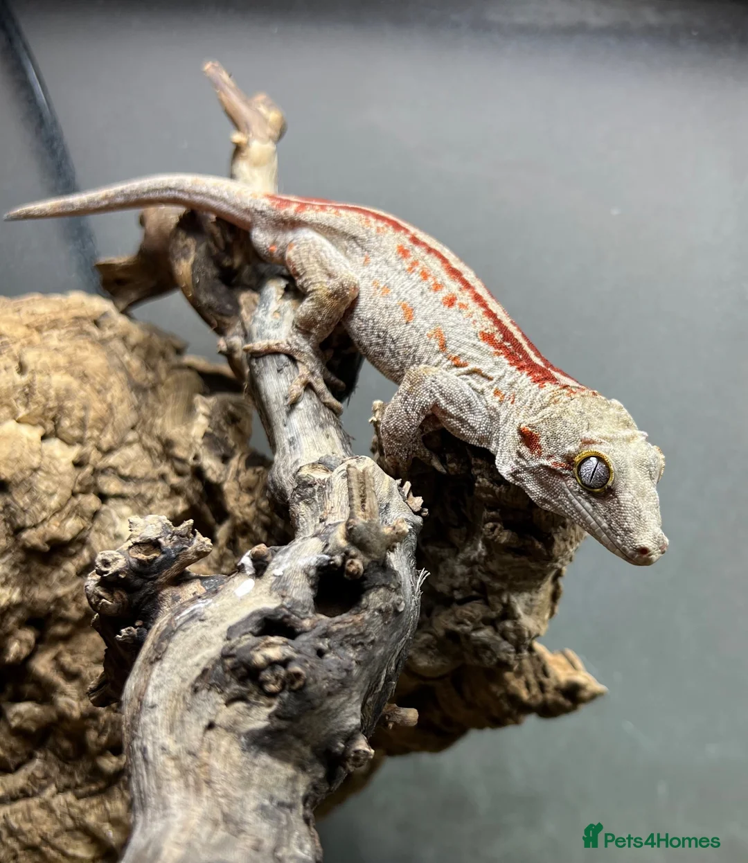 Gecko reptiles for sale: Red stripe Full grown male gargoyle gecko in Coalville - Advert 2