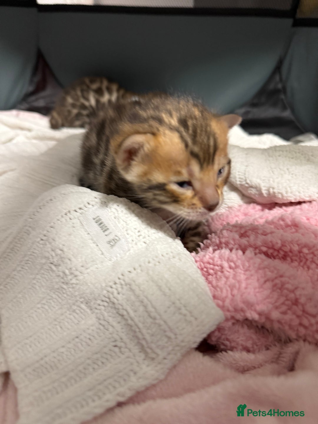 Bengal cats for sale: Pure Bengal Female kittens - Advert 9