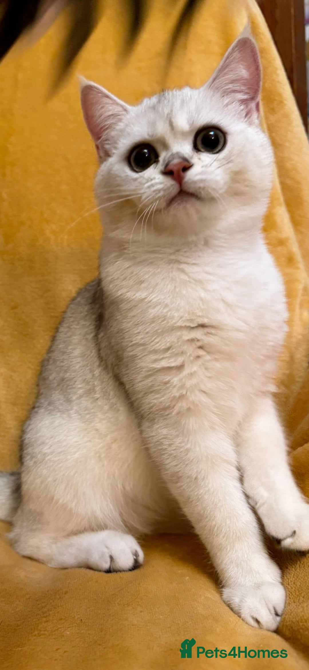 British Shorthair cats GCCF boys British silver shorthair - Advert 4