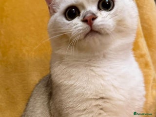 British Shorthair cats GCCF boys British silver shorthair - Advert 5