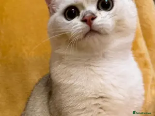 British Shorthair cats GCCF boys British silver shorthair - Advert 3