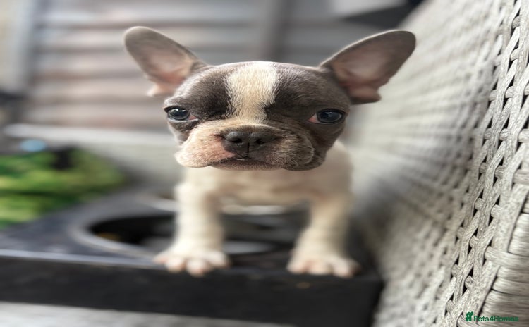 French Bulldog dogs - Advert 9
