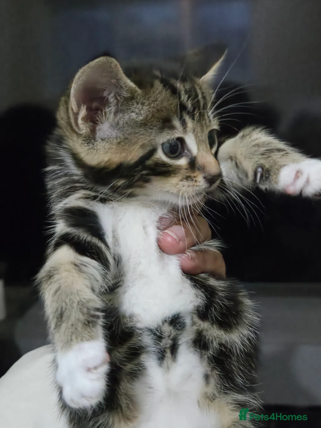Domestic Shorthair cats for sale: 4 gorgeous kittens - Advert 2