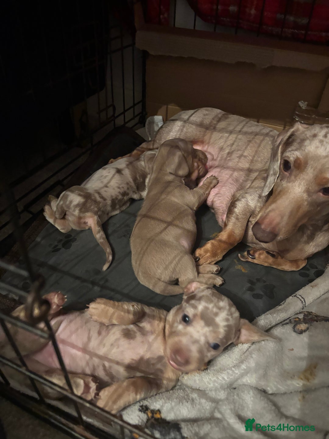 Miniature Dachshund dogs for sale: Mini dachshund Isabella dapple girls - Advert 4