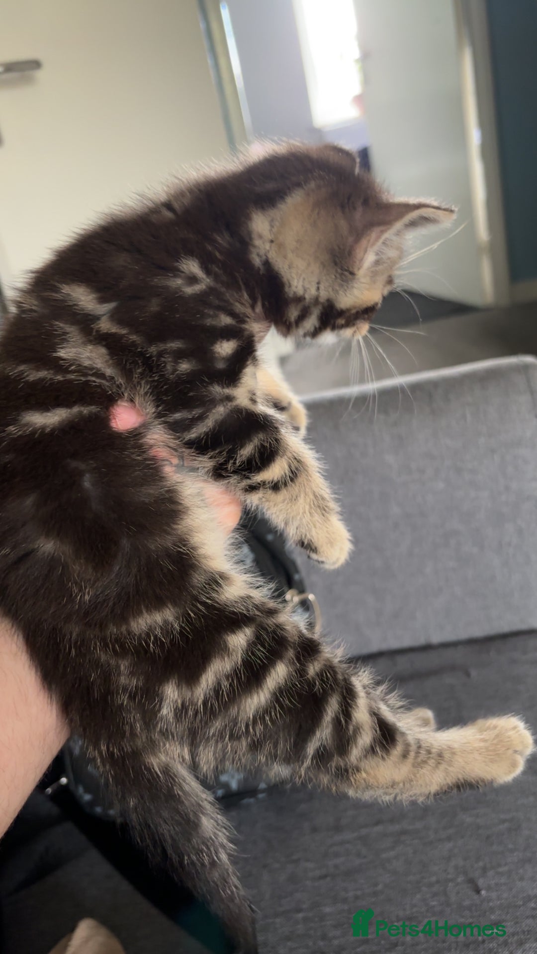 Mixed Breed cats for sale: Gorgeous mixed mainecoon kitten  - Image 10