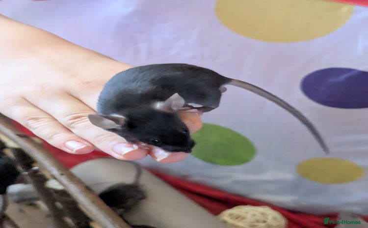 Mouse rodents - Advert 1