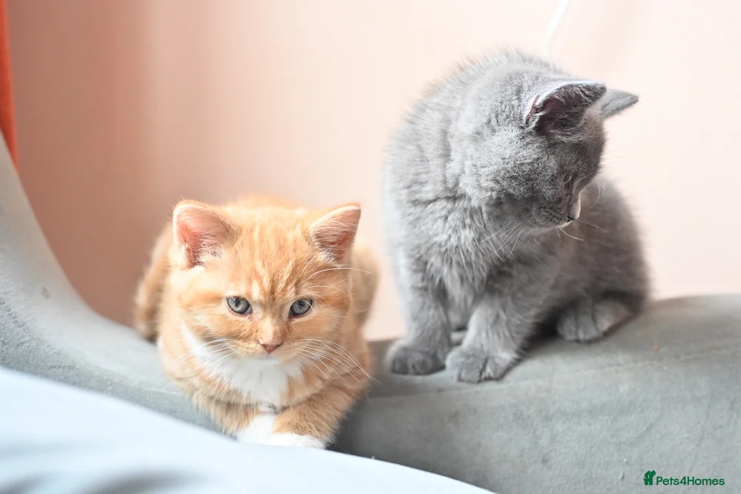 British Shorthair cats for sale: 3 Lovely, Fluffy Little Kittens - Ready To Go - Advert 1