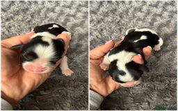 Cavalier King Charles Spaniel dogs for sale: Cavalier King Childs Sapaniel - Image 11