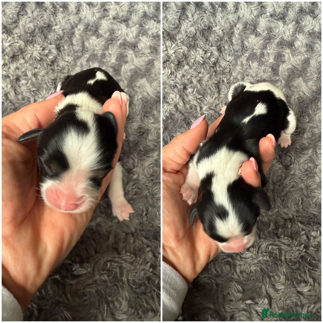 Cavalier King Charles Spaniel dogs for sale: Cavalier King Childs Sapaniel - Image 11