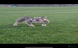 English Bulldog dogs for sale: English Bulldog pups - Advert 7