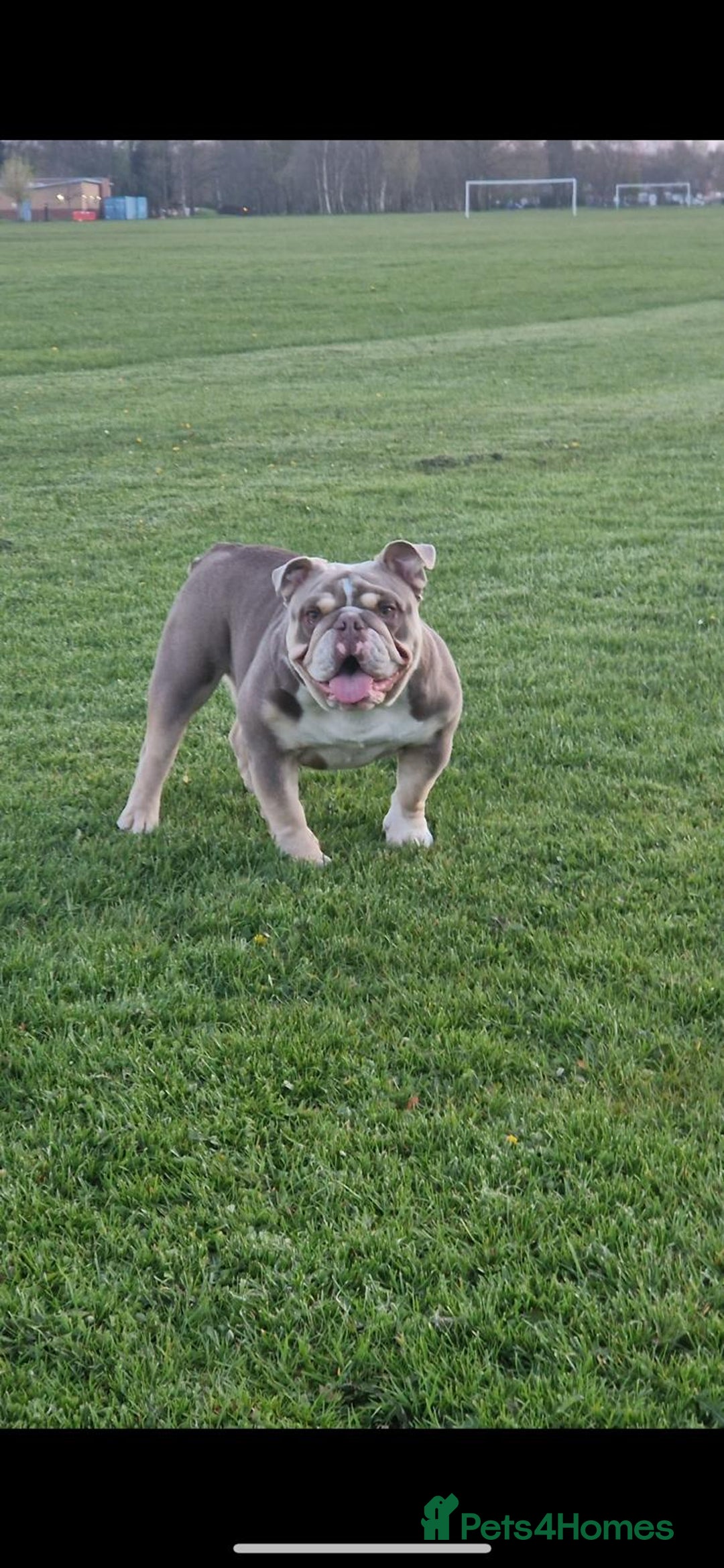 English Bulldog dogs for sale: English Bulldog pups - Advert 7