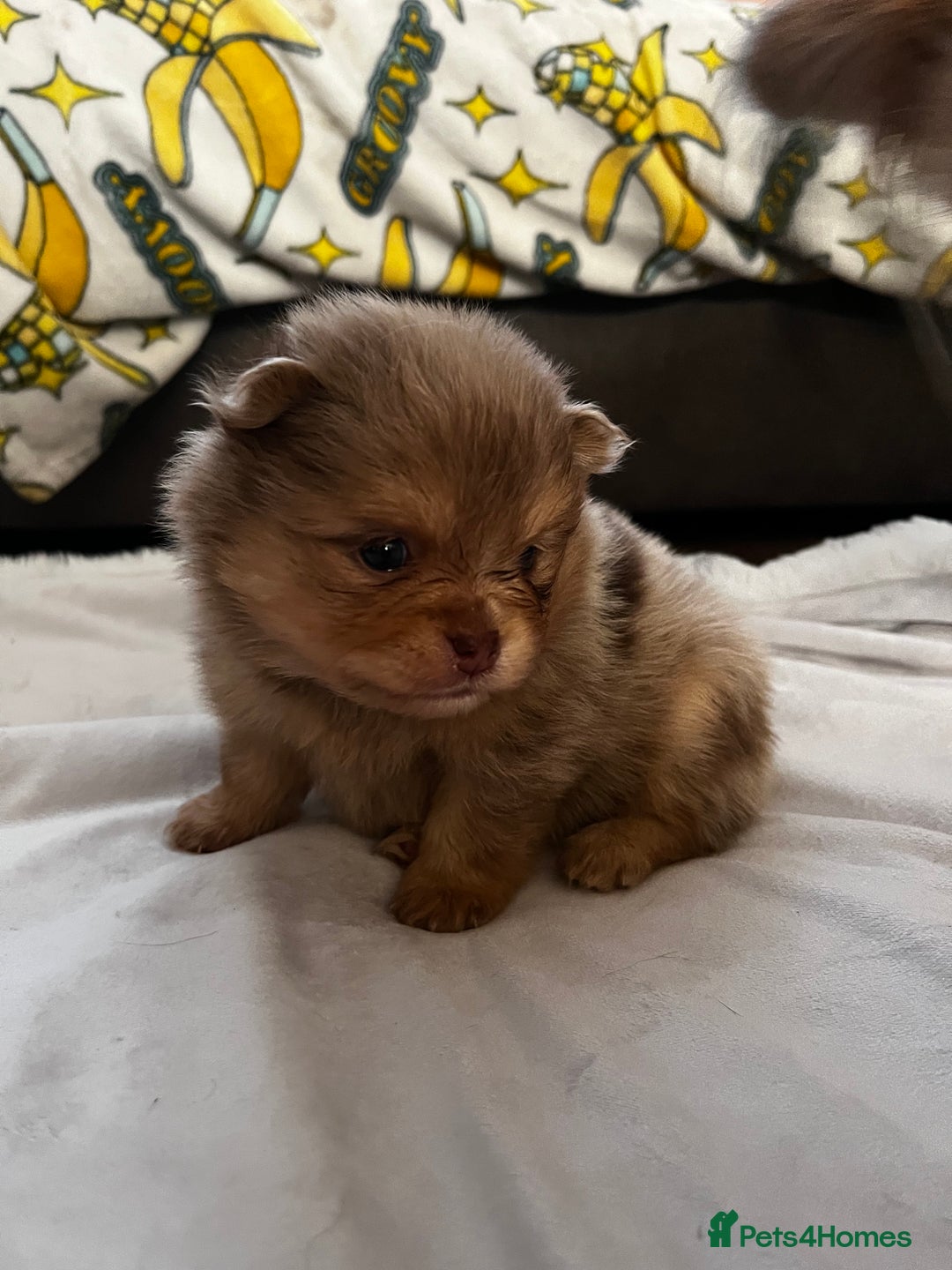 Pomeranian dogs for sale: Fluffy Pomeranian puppy’s MERLE & CHOCOLATE - Advert 9
