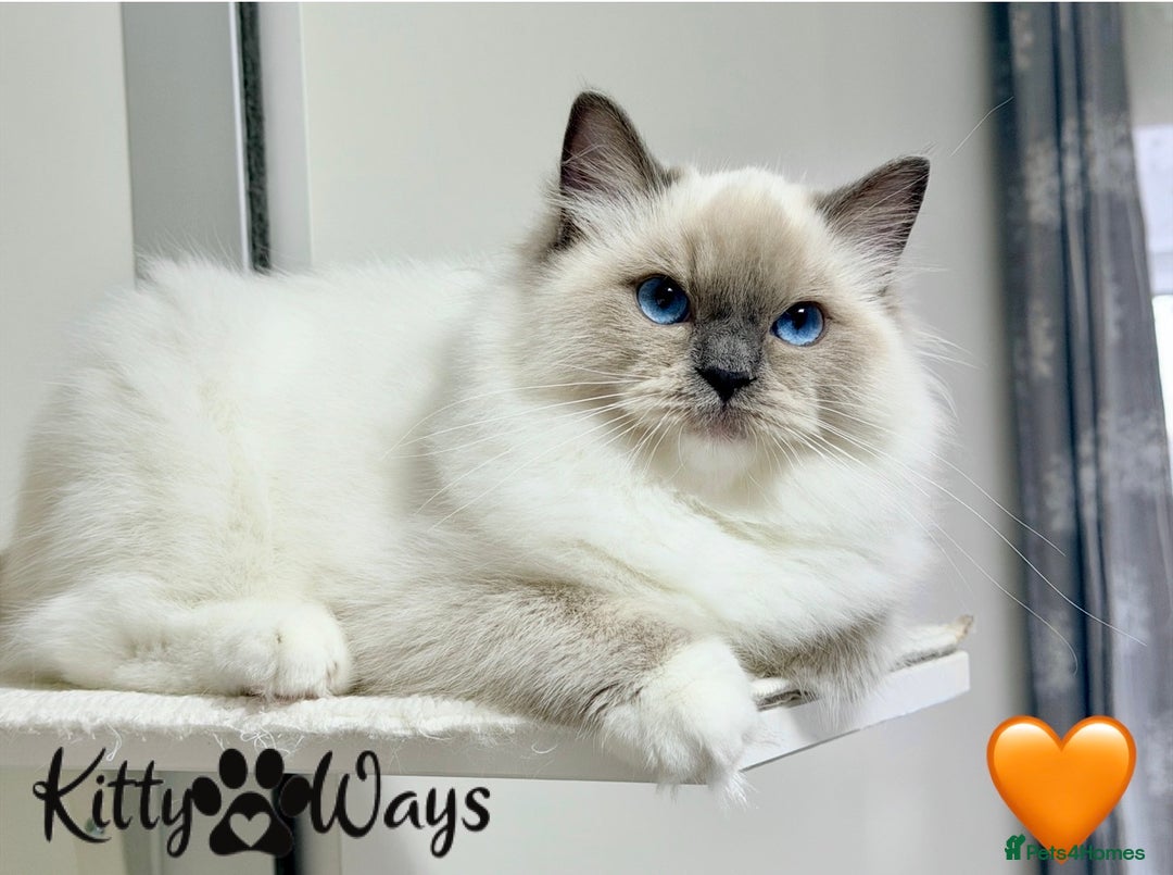 Ragdoll cats for sale: 🐾🩷*TICA REG* EU RAGDOLL KITTENS🌟 DNA CLEAR 🩵🐾 - Image 10