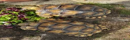 Tortoise reptiles for sale: Male and Female Sulcatas  in Benfleet - Advert 3