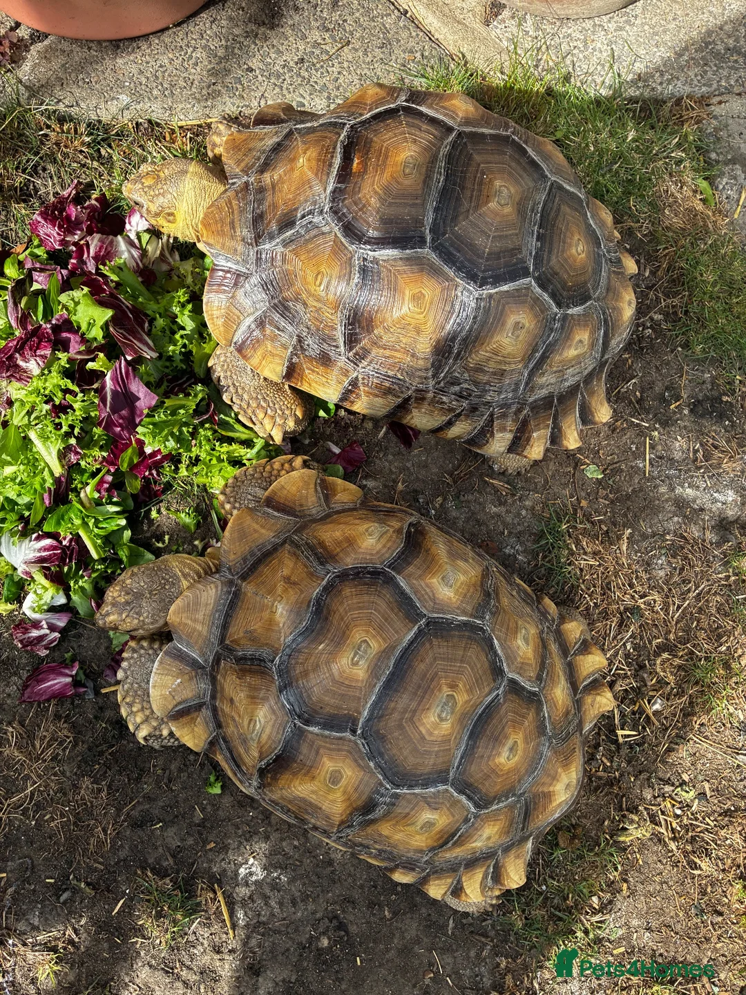 Tortoise reptiles for sale: Male and Female Sulcatas  in Benfleet - Advert 3
