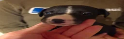 Whippet dogs for sale: Whipped pups - Advert 5